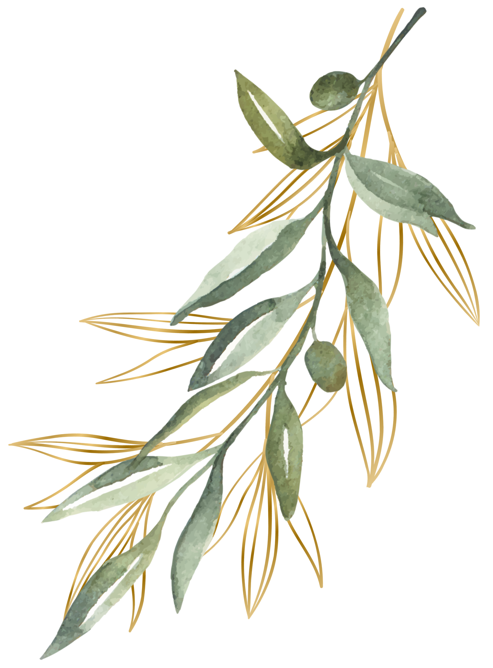 Feuilles-olivier