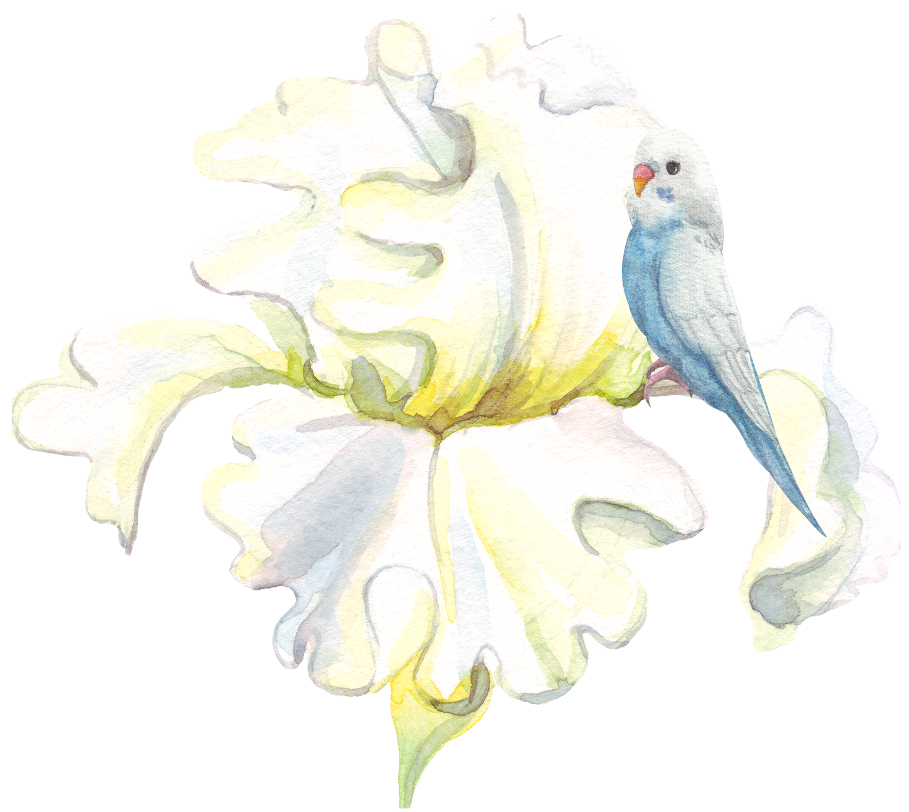iris-perroquet